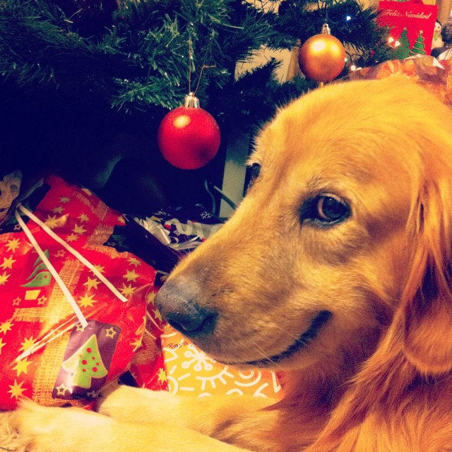 Happy Howl-idays: 10 Christmas Gift Ideas for the Dog Lover