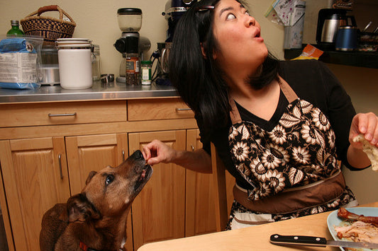 Thanksgiving with Your Dog: Heed These Tips