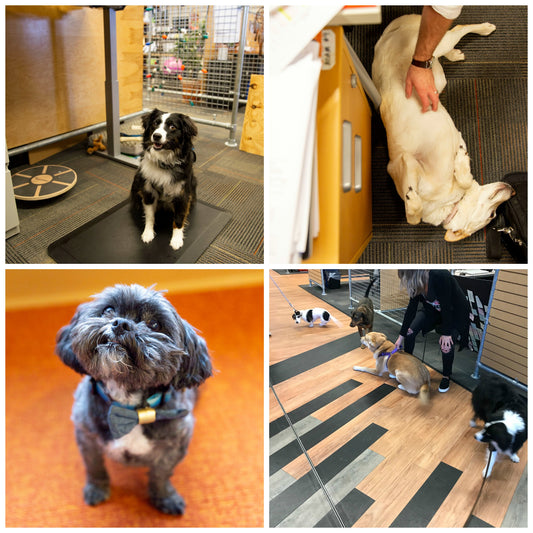 5 Plus Benefits of Dogs in the Workplace