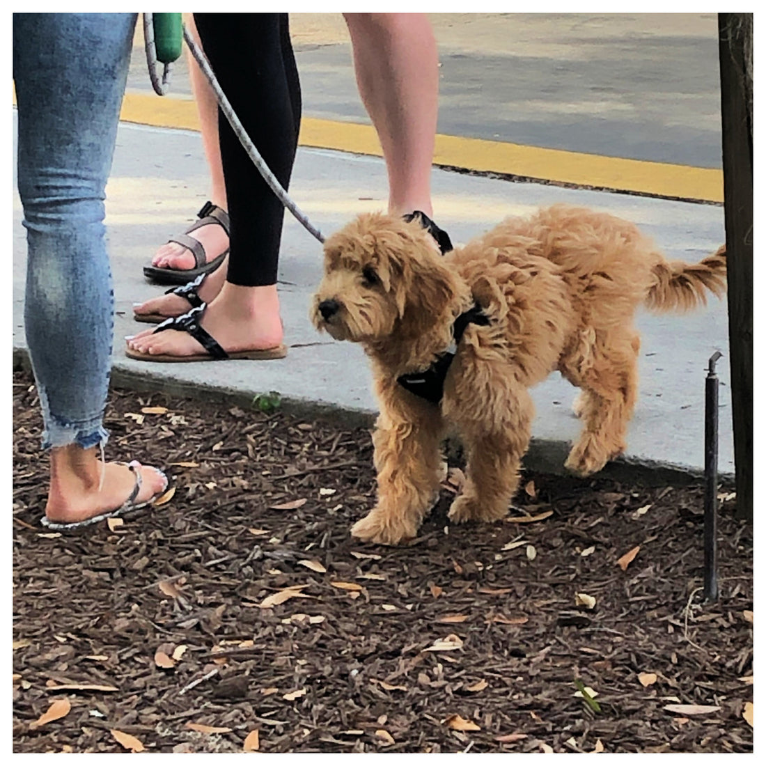 Women walking her Goldendoodle puppy