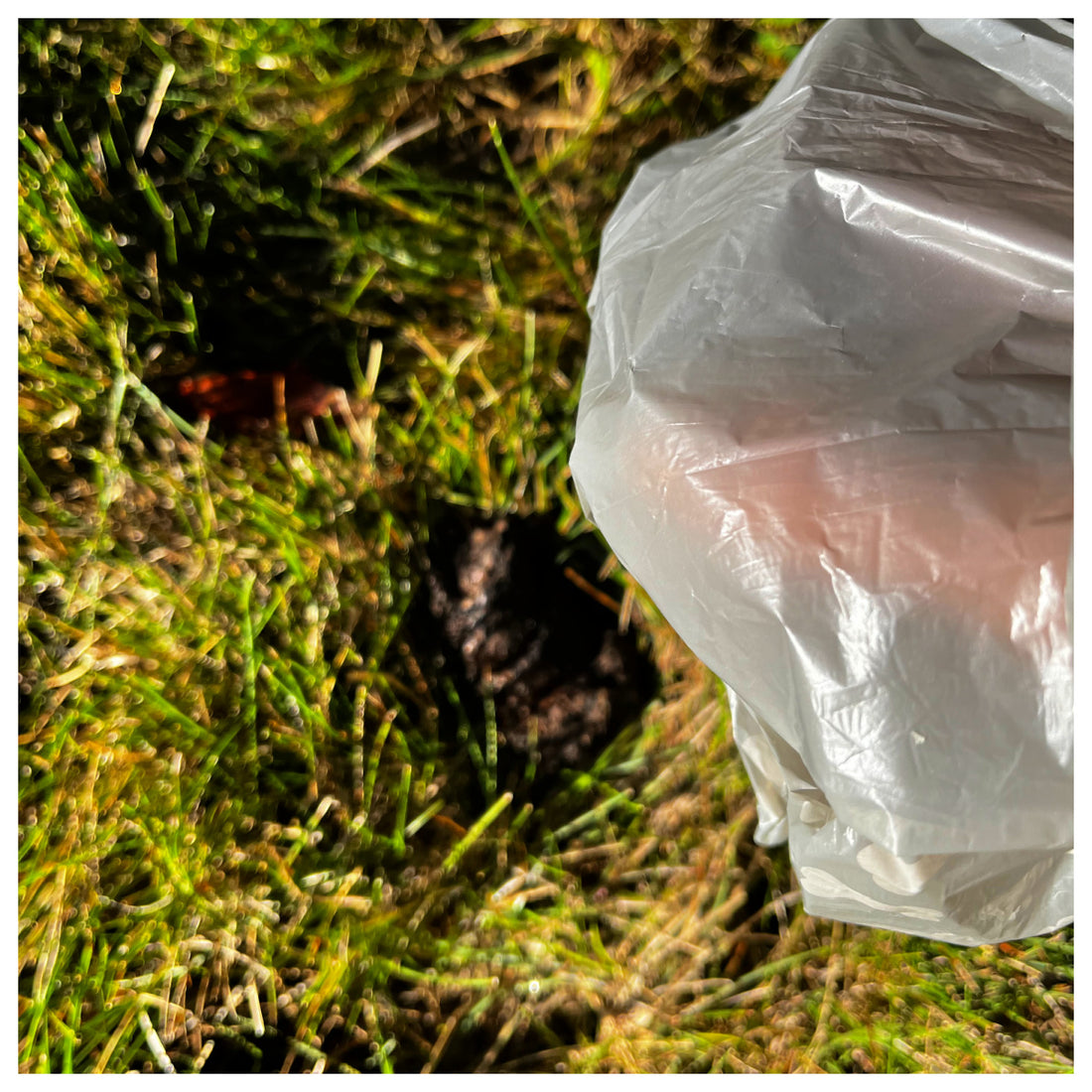 person picking up dog waste on the ground with plastic poop bag