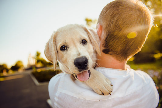 Five Key Points About Pet Adoption